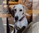Small Labrador Retriever Mix