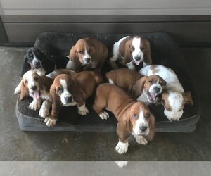 Basset Hound Puppy for sale in JERSEY SHORE, PA, USA