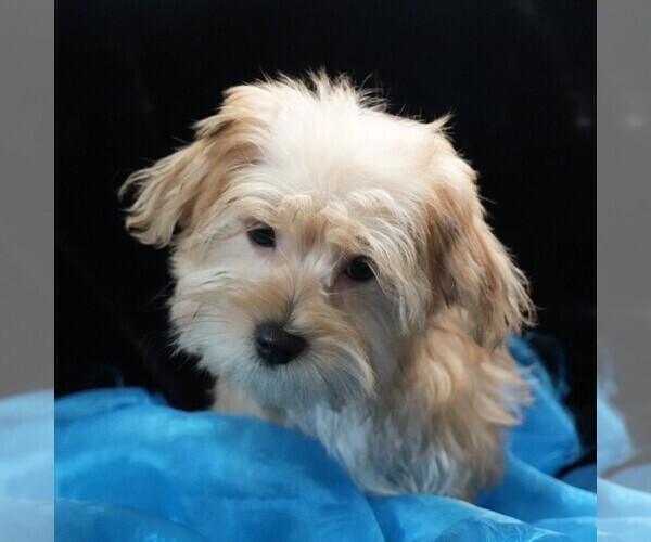 Medium Photo #3 Morkie Puppy For Sale in ROCK VALLEY, IA, USA