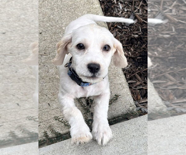 Medium Photo #2 Cocker Spaniel-Unknown Mix Puppy For Sale in Mundelein, IL, USA