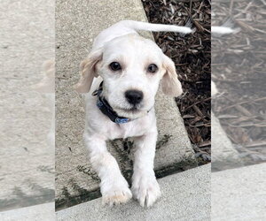 Rome Odunze - Male Cocker Spaniel-Unknown Mix Dog for Adoption - Photo #2