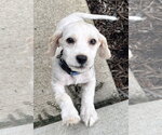 Small Photo #2 Cocker Spaniel-Unknown Mix Puppy For Sale in Mundelein, IL, USA