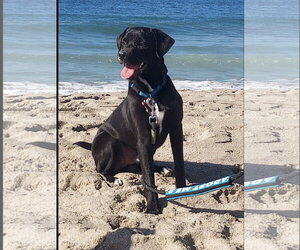 Nick Wilde - Male Labrador Retriever-Unknown Mix Dog for Adoption - Photo #6