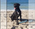 Small Photo #6 Labrador Retriever-Unknown Mix Puppy For Sale in San Diego, CA, USA