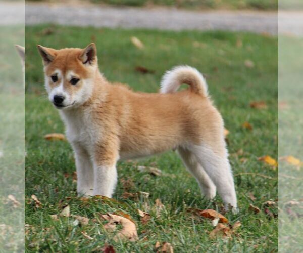 Medium Photo #1 Shiba Inu Puppy For Sale in GREENCASTLE, PA, USA