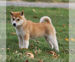 Shiba Inu Puppy for sale in GREENCASTLE, PA, USA