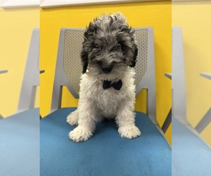 Goldendoodle (Miniature) Puppy for sale in RANDOLPH, MA, USA
