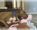 Small #1 American Staffordshire Terrier
