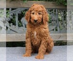 Small Photo #4 Poodle (Standard) Puppy For Sale in EAST EARL, PA, USA