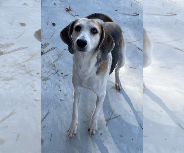 Medium Photo #8 Mutt Puppy For Sale in Oakhurst, NJ, USA