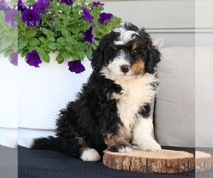 Medium Bernedoodle (Miniature)