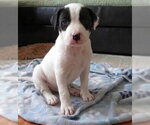 Small Photo #3 Boxador Puppy For Sale in Grovertown, IN, USA