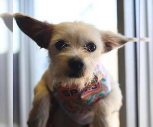 Mutt Dogs for adoption in San Antonio, TX, USA