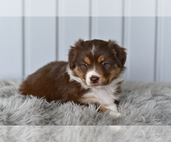 Medium Photo #2 Miniature Australian Shepherd Puppy For Sale in MILLERSBURG, OH, USA