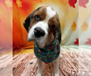 Roux - Male Cocker Spaniel Dog for Adoption - Photo #2