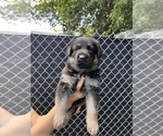 Small Photo #4 German Shepherd Dog Puppy For Sale in MIAMI BEACH, FL, USA
