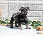 Small Photo #10 Schnauzer (Miniature) Puppy For Sale in BALTIC, OH, USA