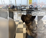 Small #6 Cane Corso