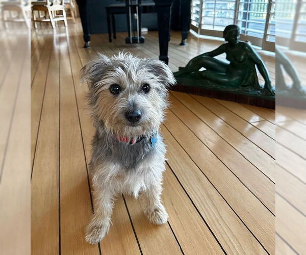 Medium Photo #7 Mutt Puppy For Sale in Marina Del Rey, CA, USA