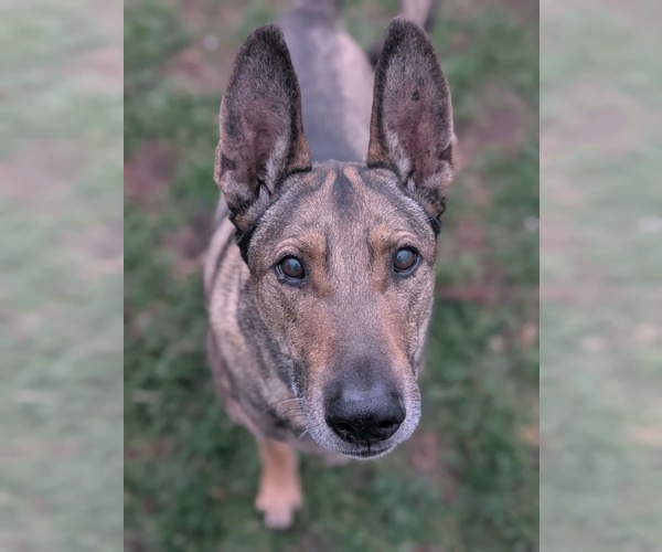 Medium Photo #8 Mutt Puppy For Sale in Sandy, UT, USA