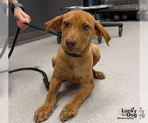 Labrador Retriever-Unknown Mix Dogs for adoption in Washington, DC, USA