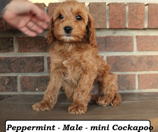 Medium Photo #3 Cockapoo (Miniature) Puppy For Sale in CLARKRANGE, TN, USA