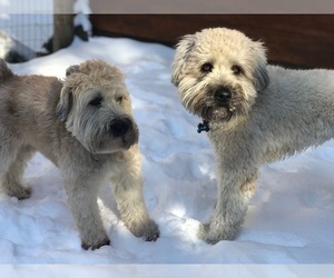 Soft Coated Wheaten Terrier Puppy for sale in SAN DIEGO, CA, USA