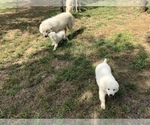 Small Photo #6 Great Pyrenees Puppy For Sale in CLEBURNE, TX, USA