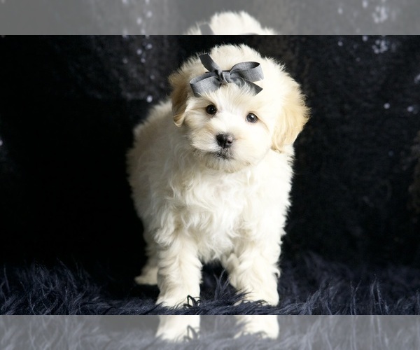 Medium Photo #22 Maltipoo (Miniature) Puppy For Sale in WARSAW, IN, USA