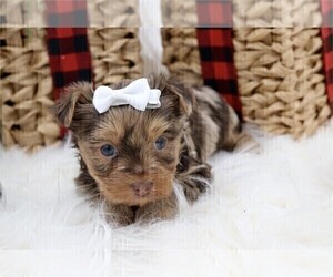 Yorkshire Terrier Puppy for sale in TAMPA, FL, USA