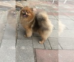 Small Photo #1 Pomeranian Puppy For Sale in GLEN BURNIE, MD, USA