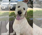 Small Labradoodle