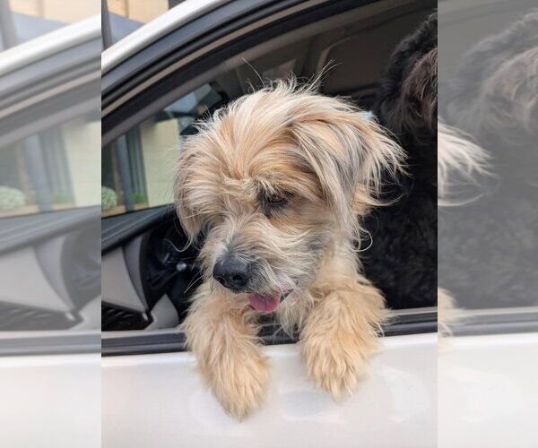 Medium Photo #3 Mutt Puppy For Sale in Vail, AZ, USA