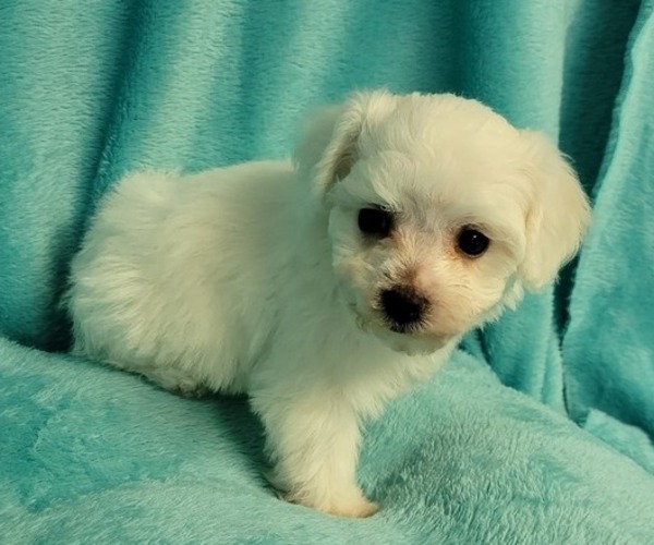 Medium Photo #5 Bichon Frise Puppy For Sale in Shelbyville, IN, USA