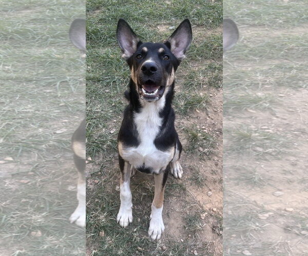 Medium Photo #1 German Shepherd Dog-Unknown Mix Puppy For Sale in Wetumpka, AL, USA
