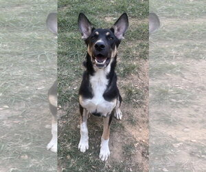 German Shepherd Dog-Unknown Mix Dogs for adoption in Wetumpka, AL, USA
