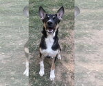 261401  Neo - Male German Shepherd Dog-Unknown Mix Dog for Adoption - Small photo