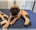 Puppy Pink Mastiff