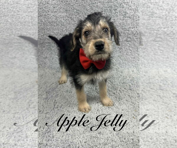 Medium Photo #2 Poodle (Standard)-Unknown Mix Puppy For Sale in Grafton, WI, USA