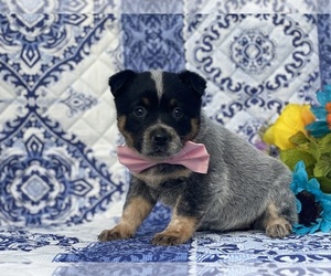 Australian Cattle Dog Puppy for sale in LANCASTER, PA, USA