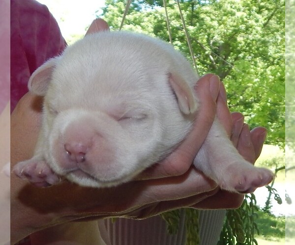Medium Photo #3 French Bullhuahua Puppy For Sale in SPRAGGS, PA, USA