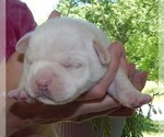 Small #2 French Bullhuahua