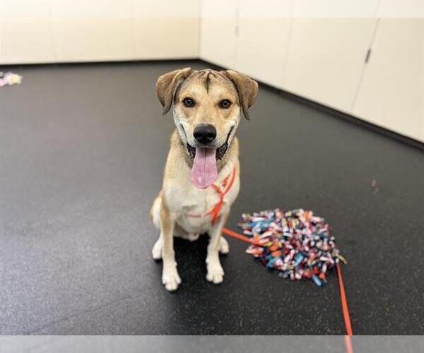 Medium Photo #2 Labrenees Puppy For Sale in Pasadena, CA, USA