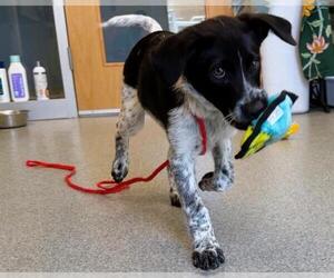Mutt Dogs for adoption in Orange, CA, USA