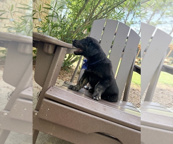 Medium Photo #5 Gollie Puppy For Sale in SANTA ROSA BEACH, FL, USA