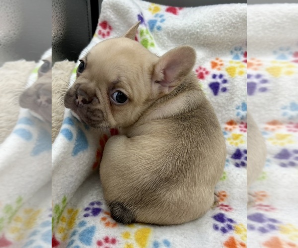 Medium Photo #6 French Bulldog Puppy For Sale in MANKATO, MN, USA