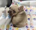 Small Photo #6 French Bulldog Puppy For Sale in MANKATO, MN, USA