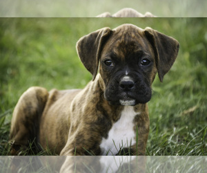 Boxer Puppy for sale in SHIPSHEWANA, IN, USA