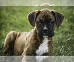 Image preview for Ad Listing. Nickname: Jude