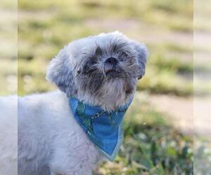Maltese Dogs for adoption in San Antonio, TX, USA